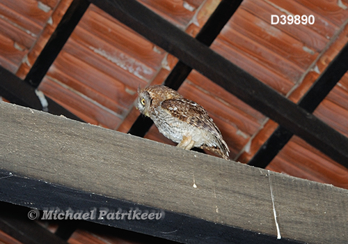 Otus choliba